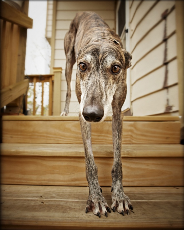 A retired racing greyhound learning to climb down stairs.