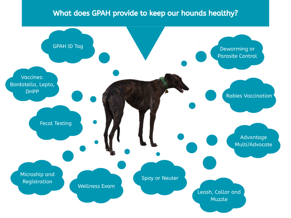 Fee-Graphic-Greyhound3